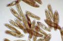 Ciliates slipper: structure and vital functions